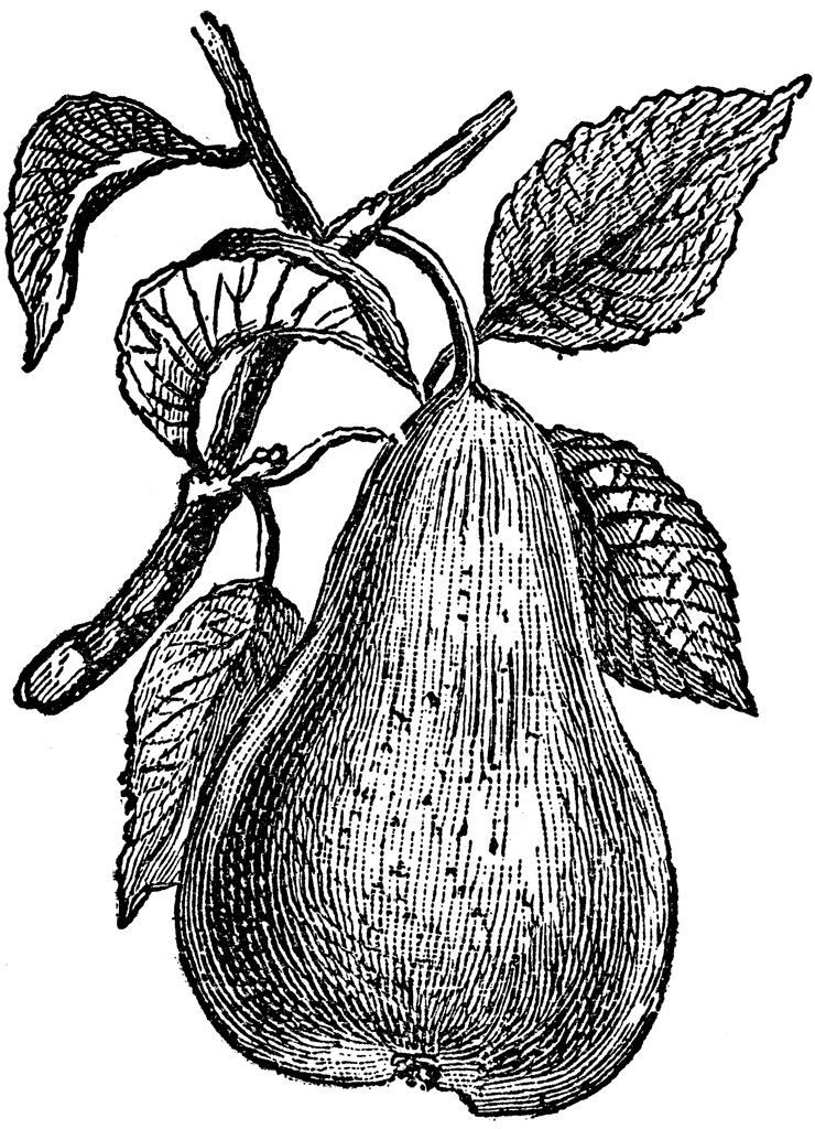 pear clipart illustrated
