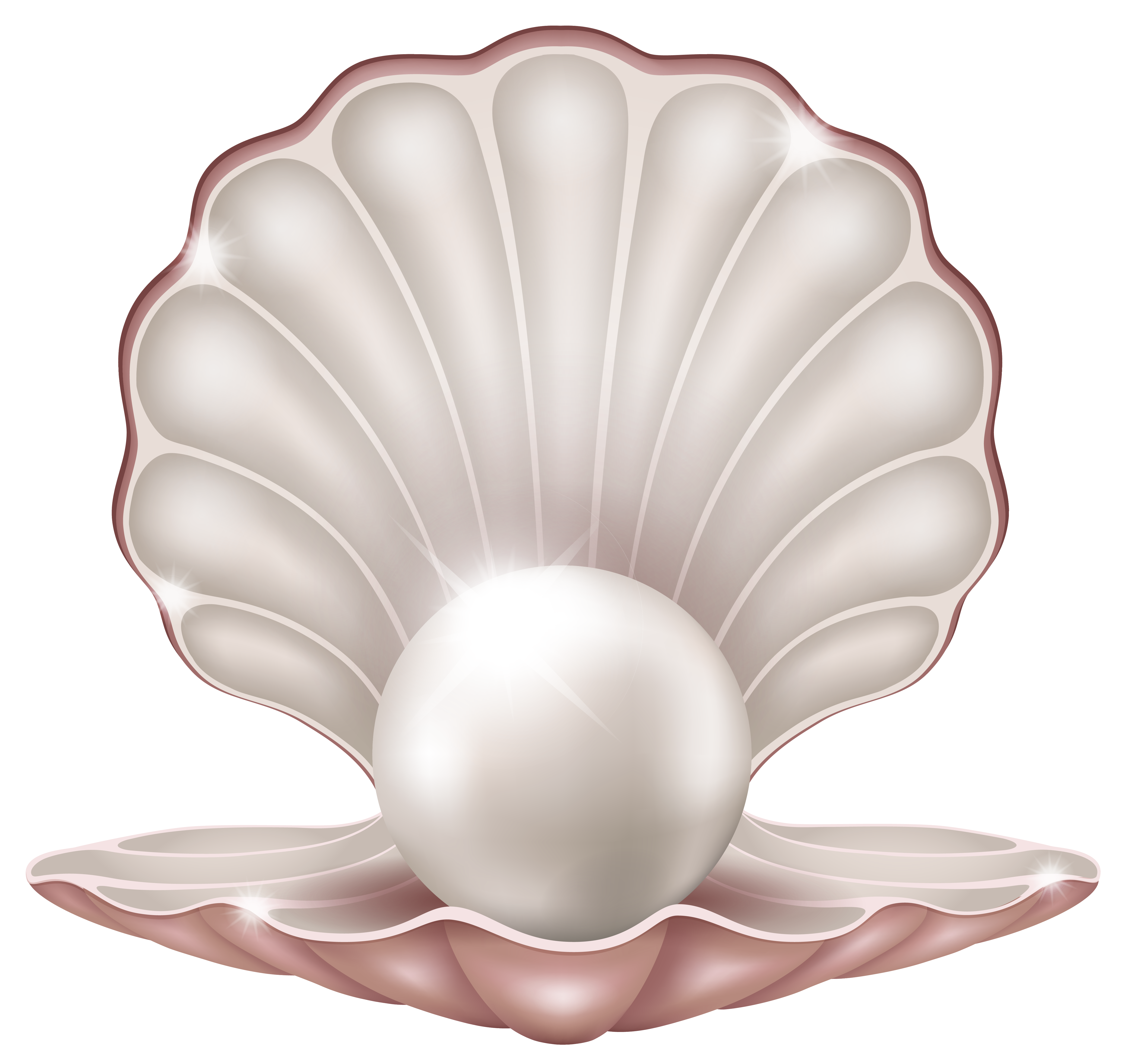 Beautiful with pearl png. Clam clipart shel