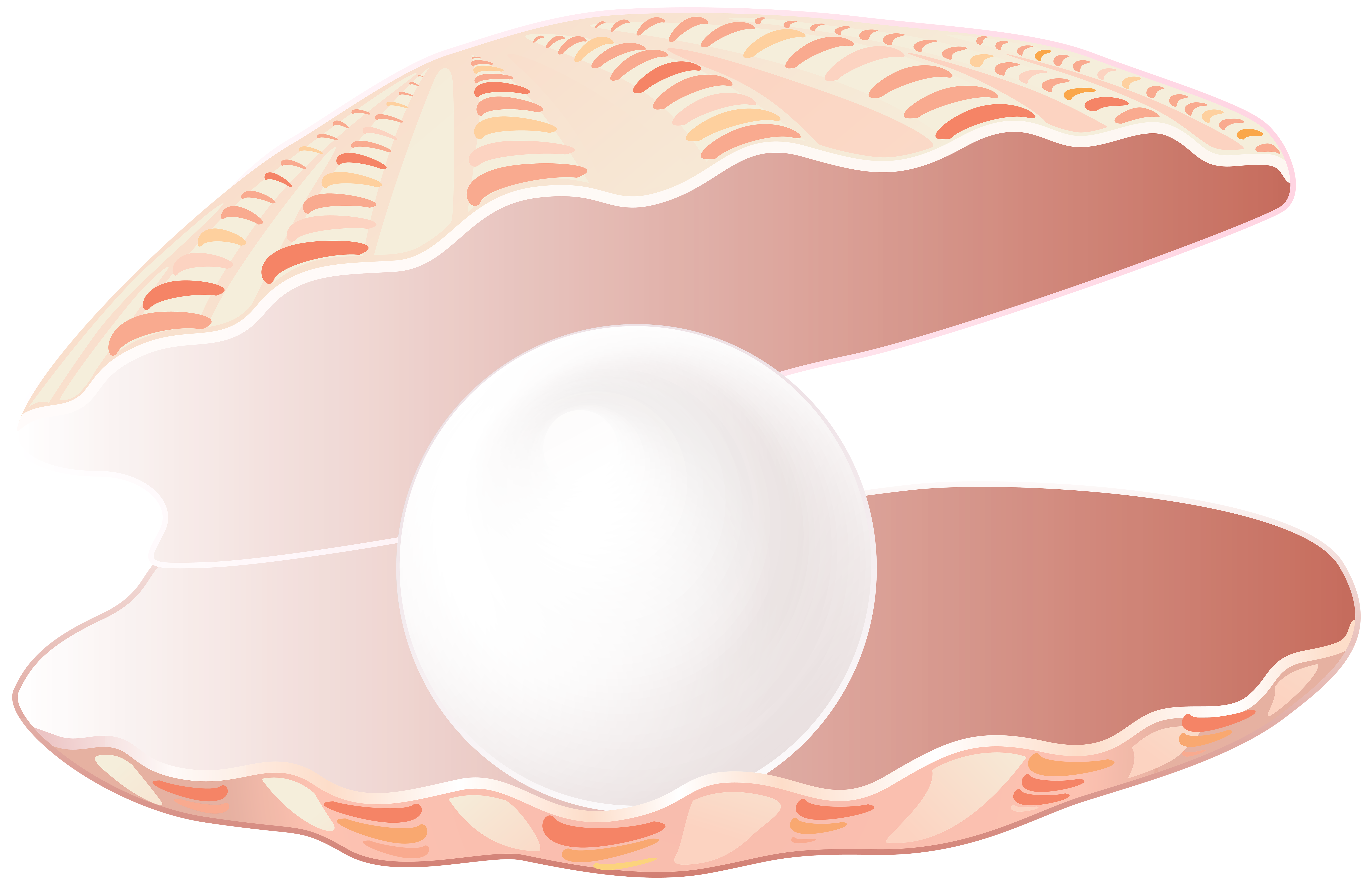 Open seashell with transparent. Pearl clipart beach