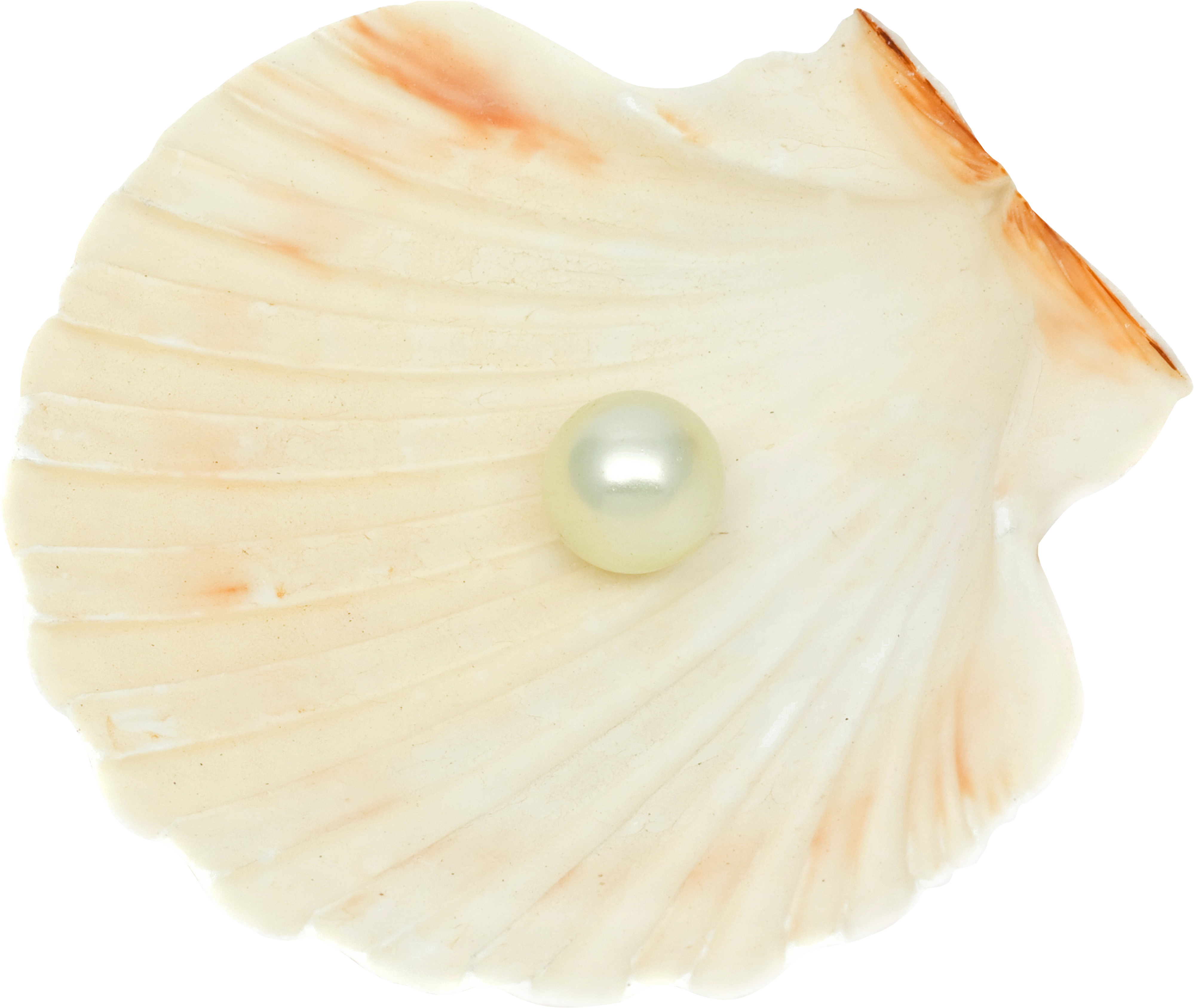 pearl clipart clipart shell