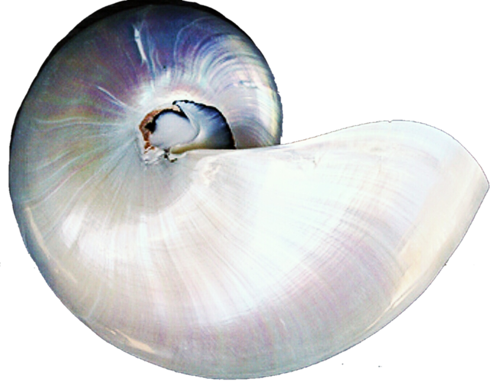 Snail shell by jeanicebartzen. Pearl clipart shel