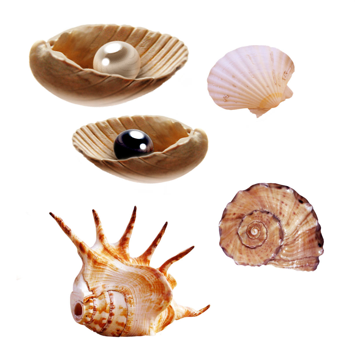 pearl clipart shell sea pearl