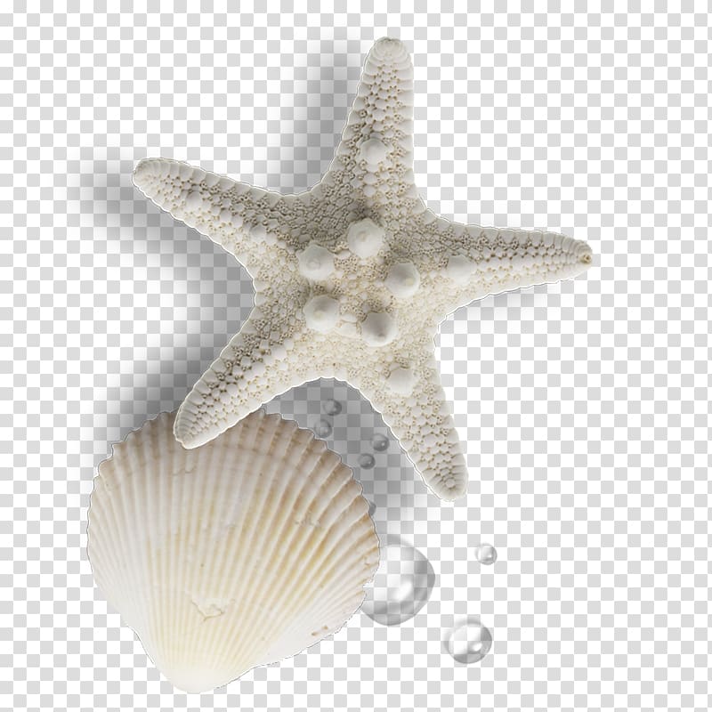 pearl clipart shell sea pearl
