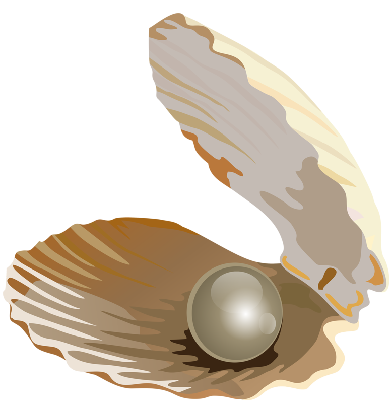 Pearls shell sea pearl