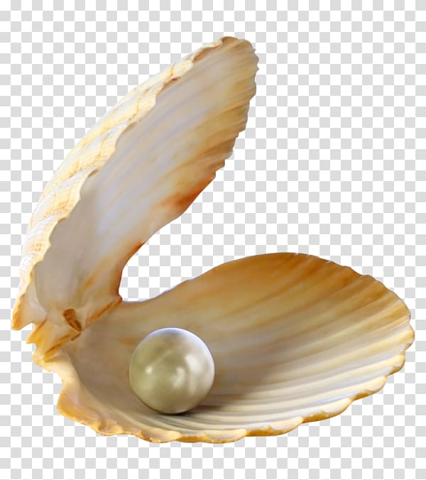 pearls clipart clam pearl