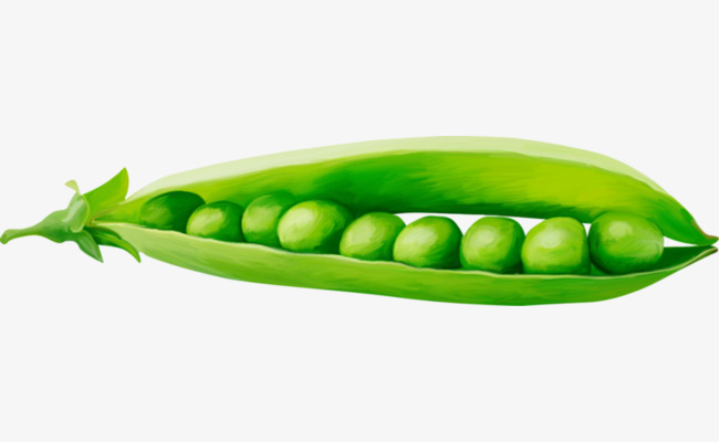 Green pea pods edible. Peas clipart