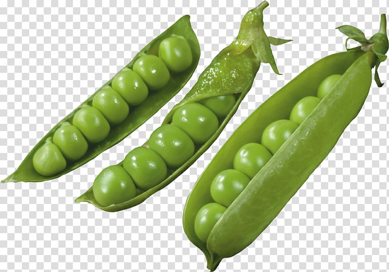 Snap pea vegetarian cuisine. Peas clipart edamame