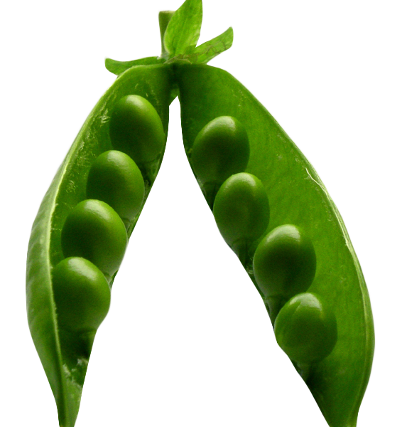 Pea png image transparent. Peas clipart green object