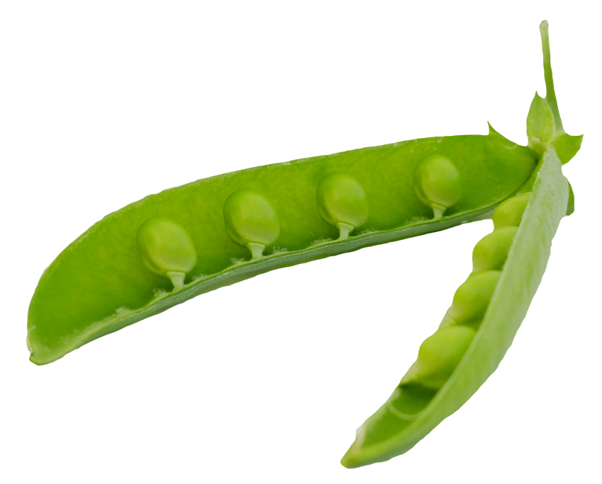 Pods png free images. Peas clipart green object