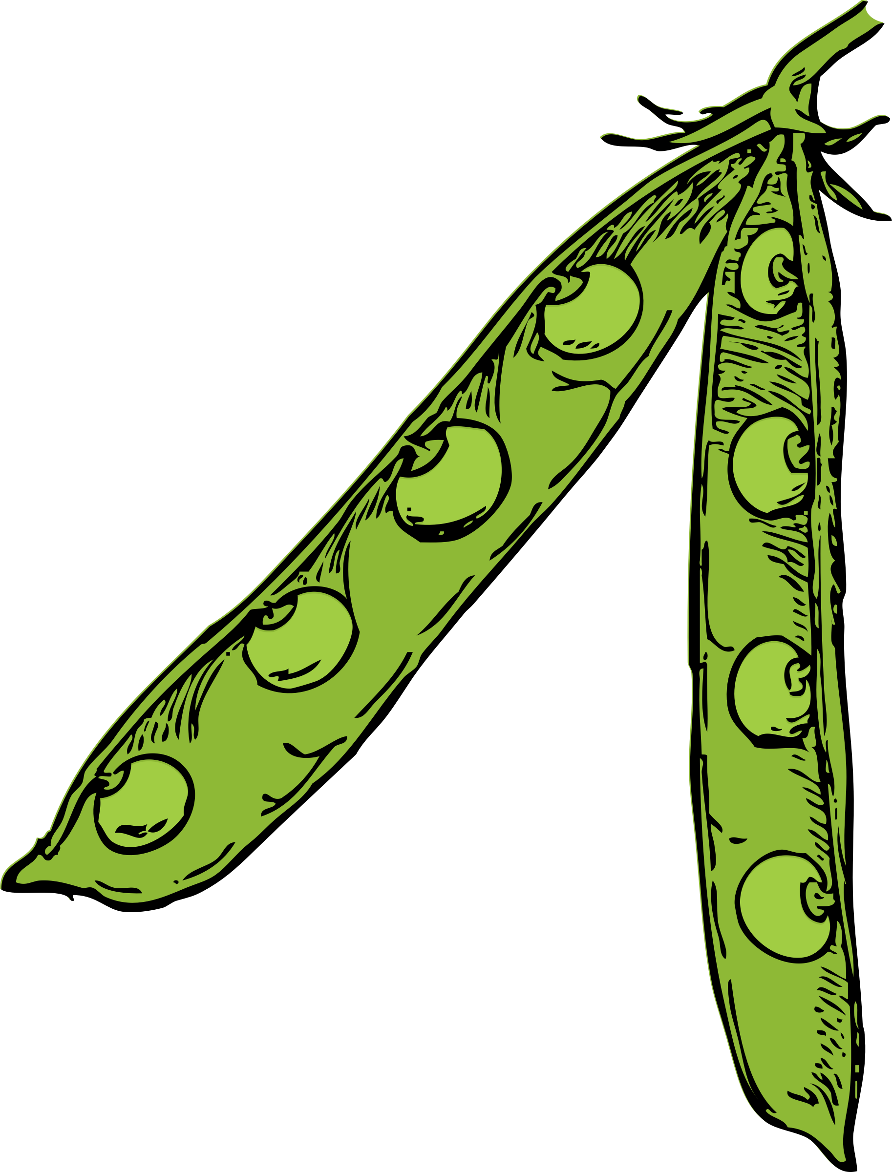 Pod color big image. Peas clipart green pea