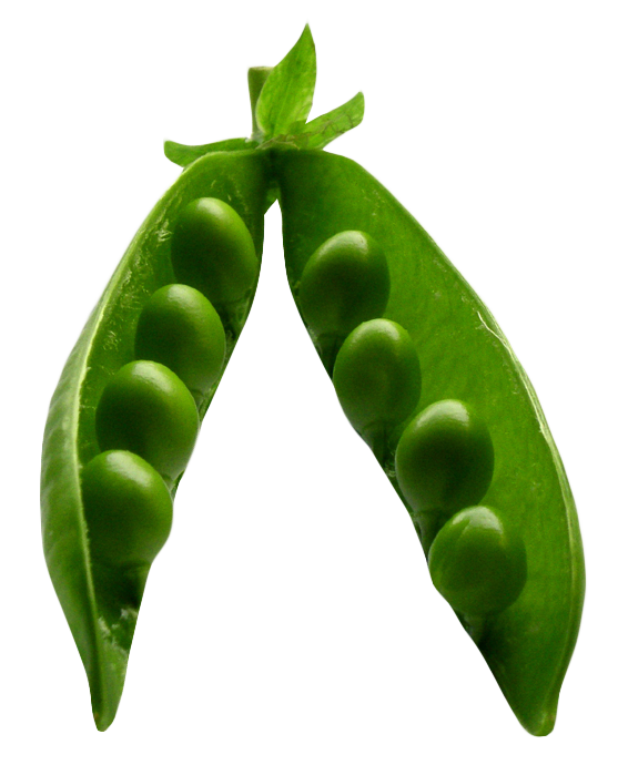 Peas clipart green pea. Png 