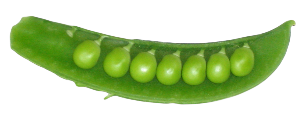 Peas clipart green pea. In a pod png