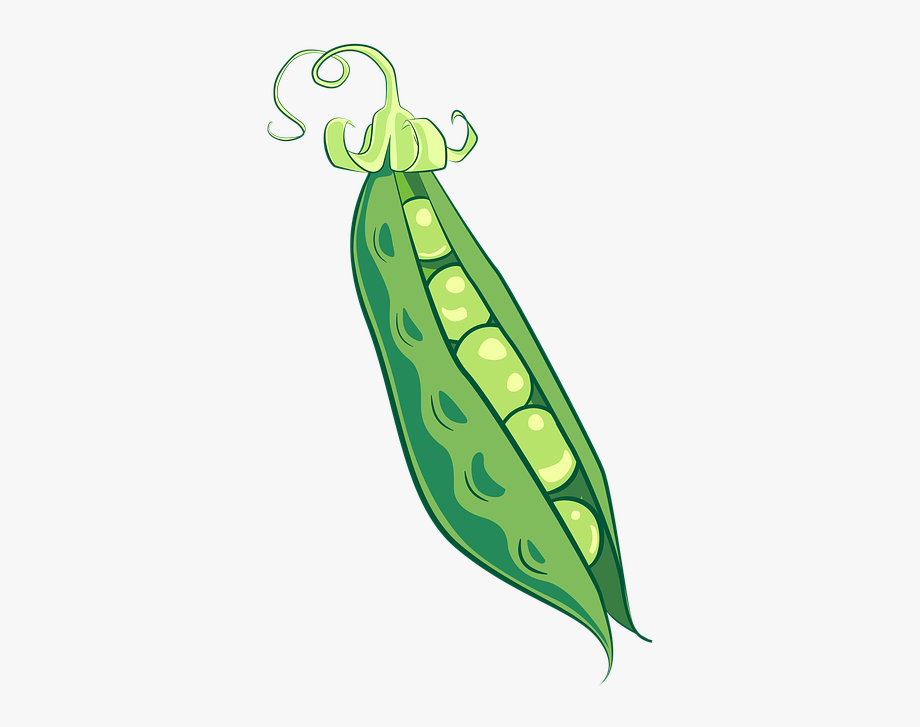 Peas clipart green pea. Pod food vegetable healthy