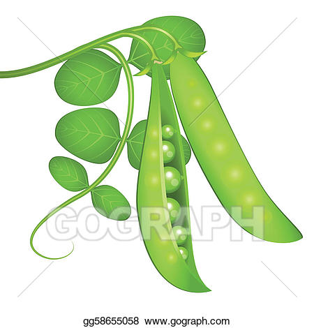 Vector illustration stock clip. Peas clipart green pea