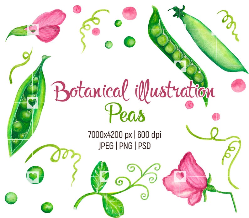 peas clipart illustration