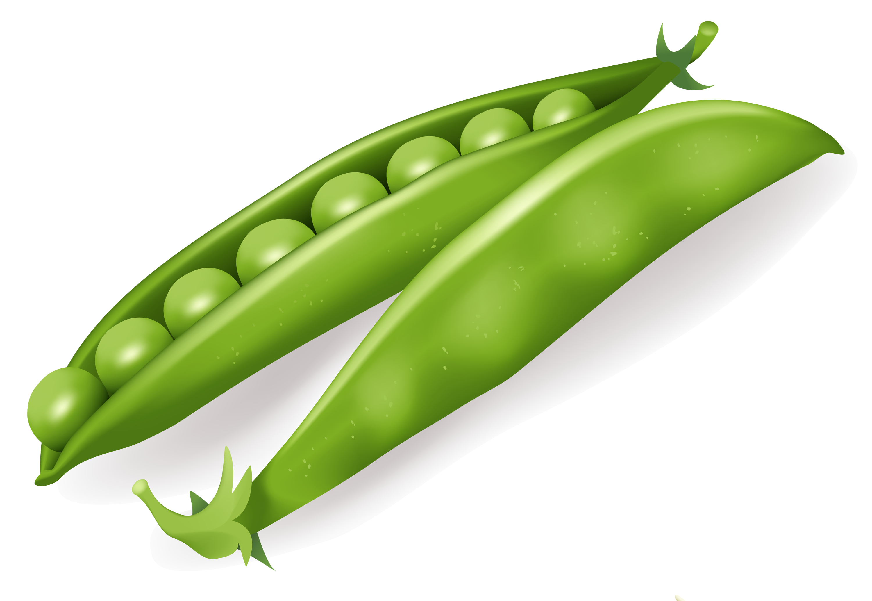 Pea icon png web. Peas clipart legume