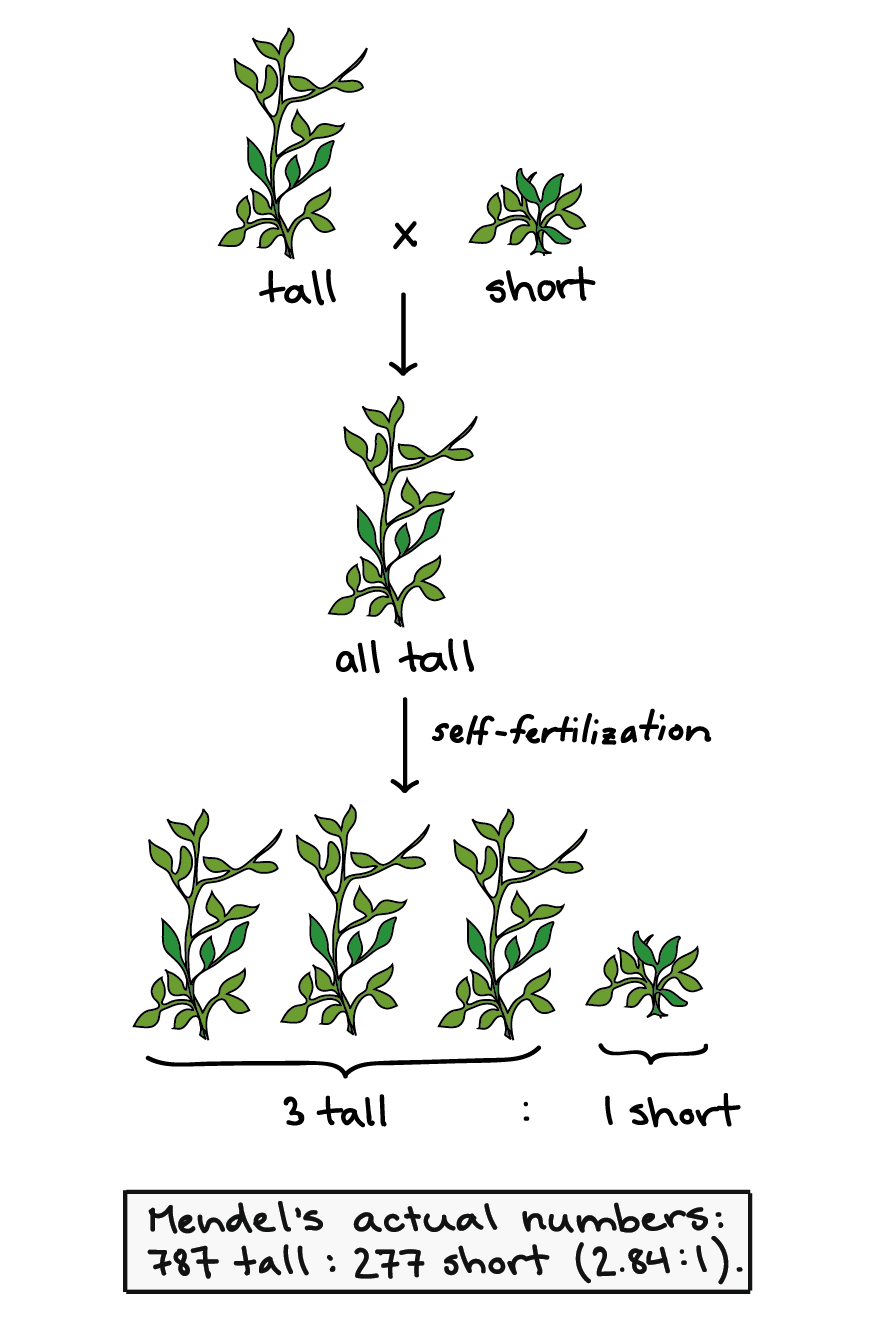 seedling clipart plant experiment