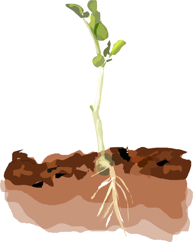 plant clipart soil