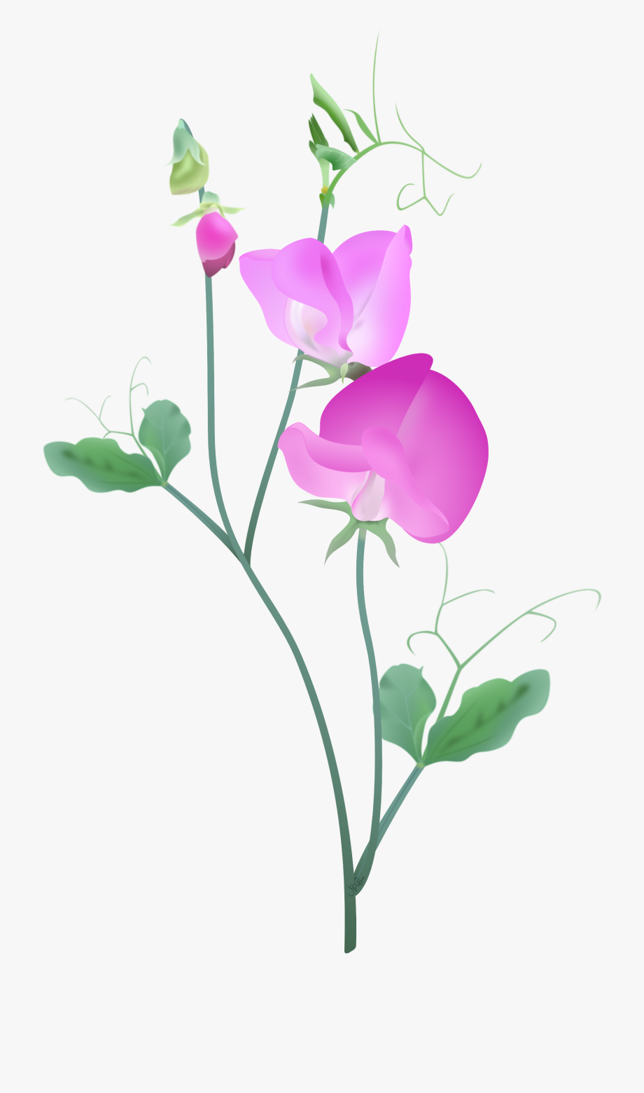 Sweet pink and purple. Peas clipart pea vine