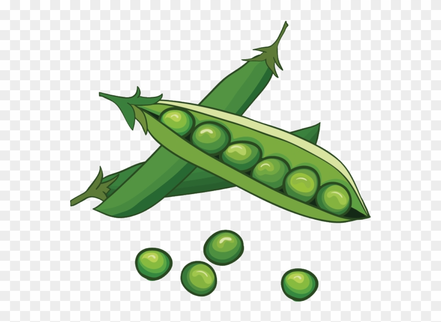 In a pinclipart . Peas clipart pod