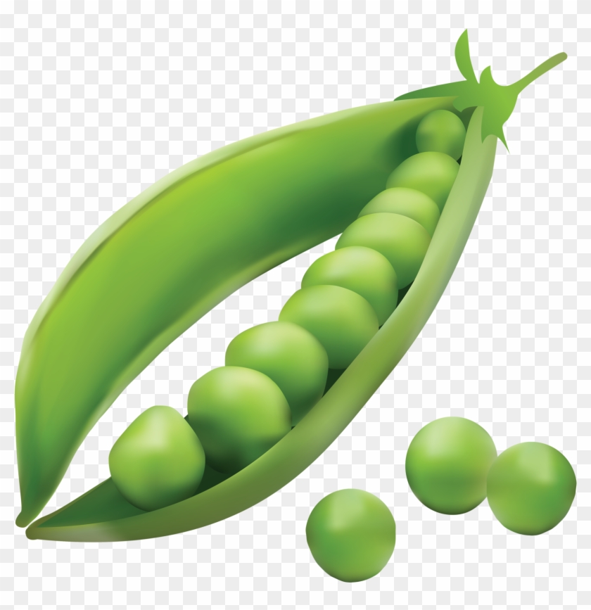 Seed dispersal by explosion. Peas clipart single