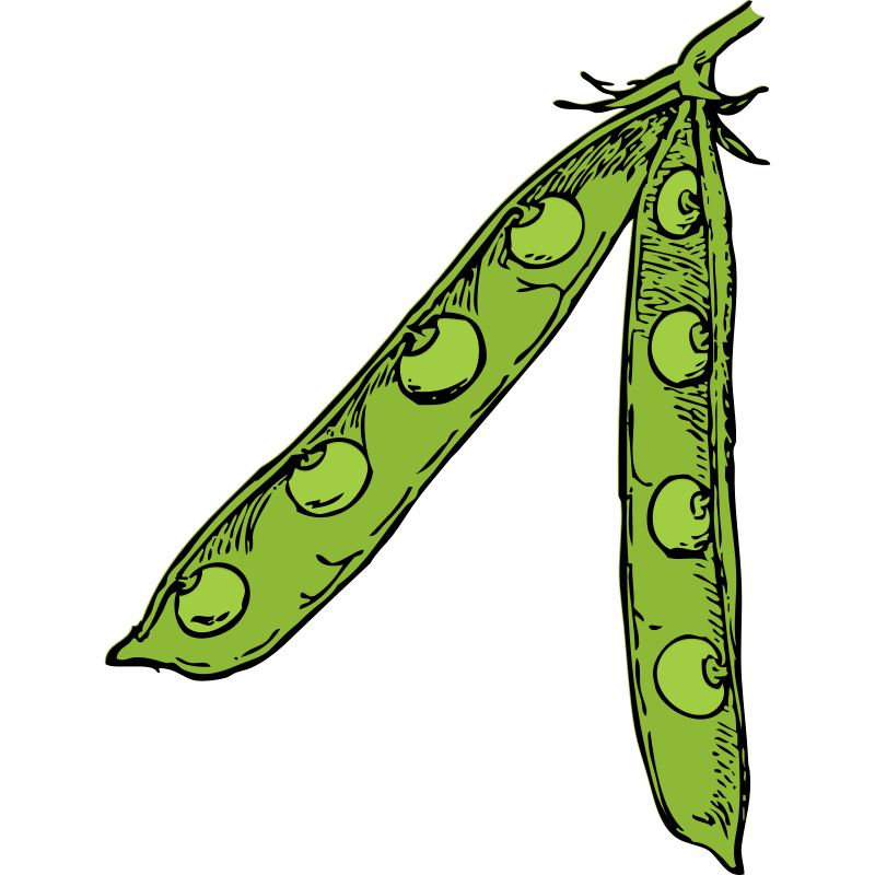 Green clip art cliparts. Peas clipart soya bean
