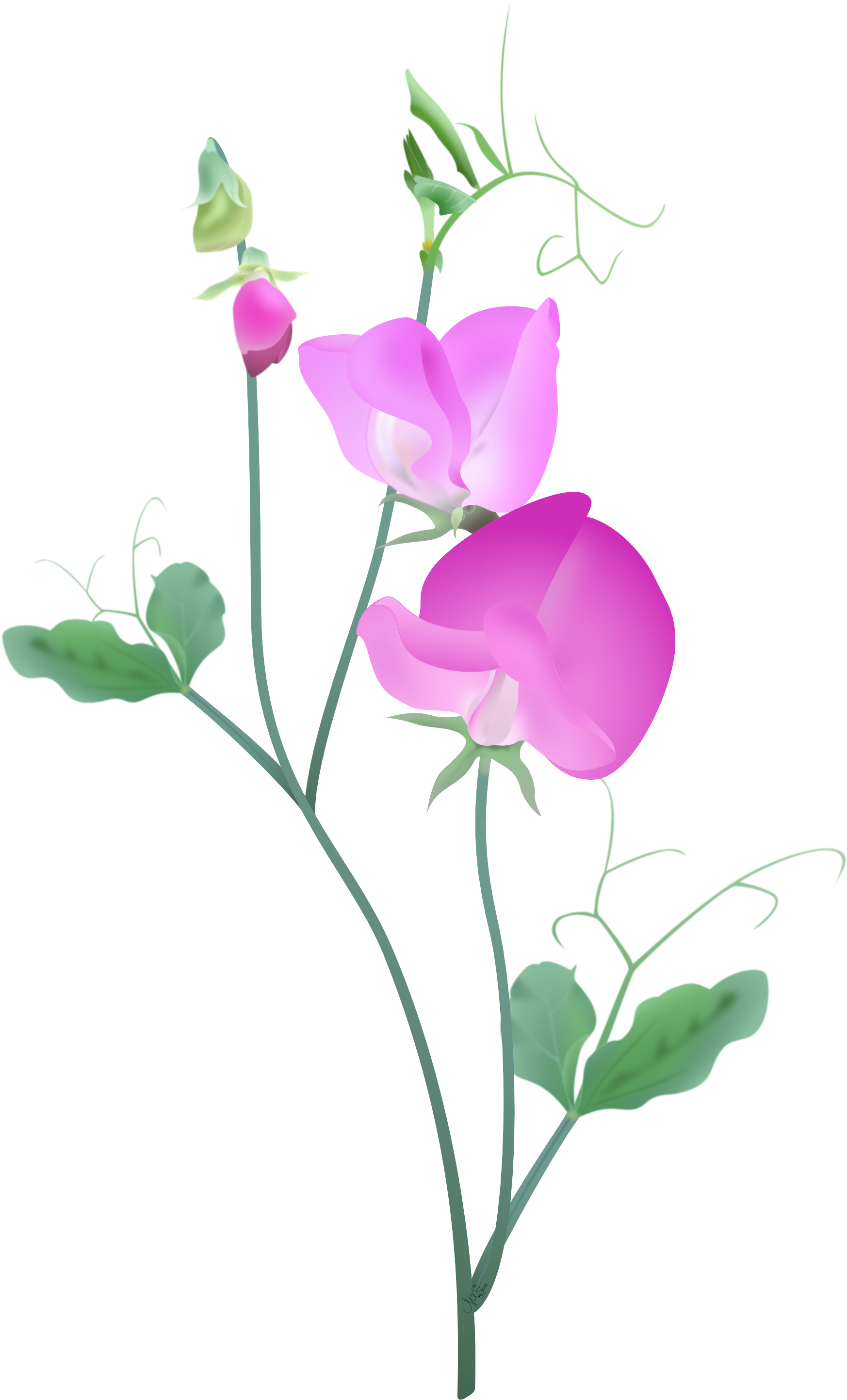 Pink and purple download. Peas clipart sweet pea