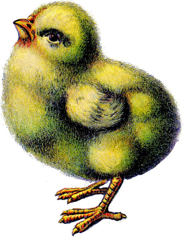 Vintage easter chick scrap. Peeps clipart chicken