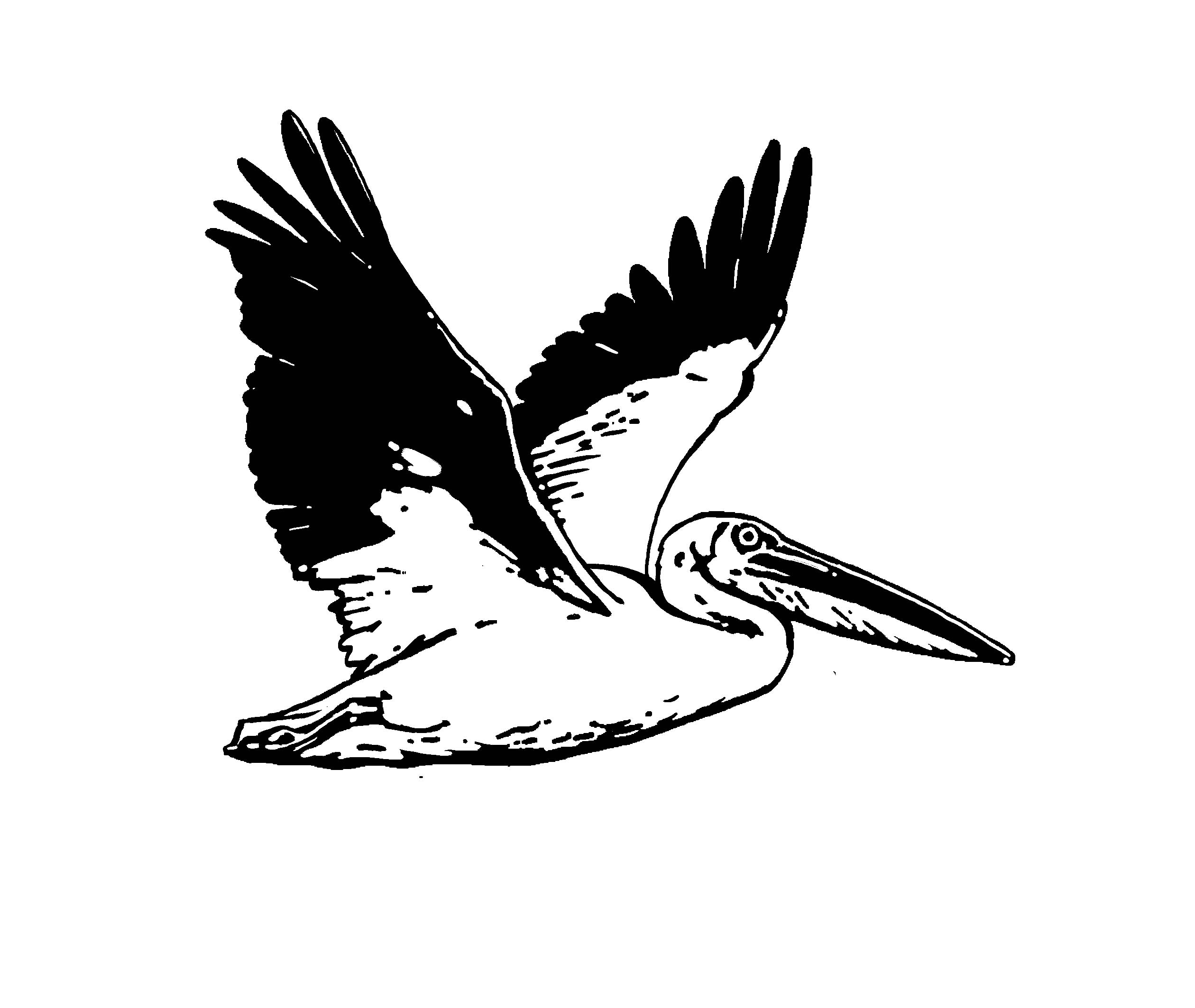 pelican clipart black and white