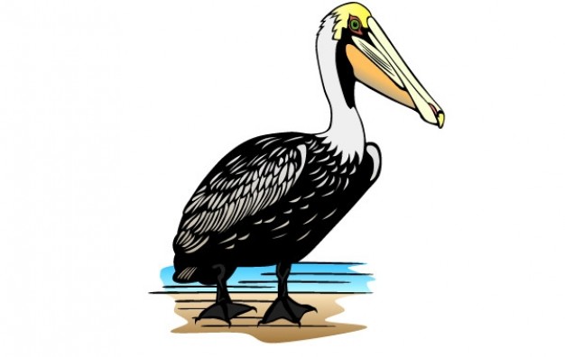 Pelican clipart brown pelican. Station 