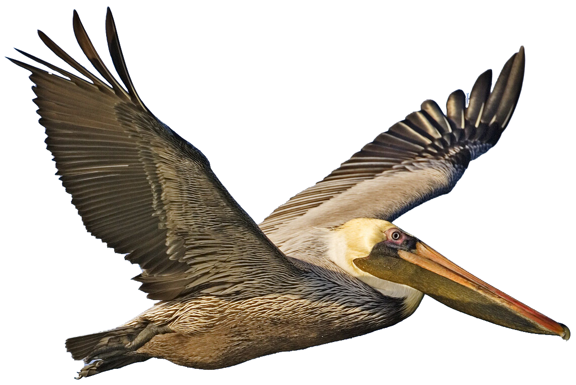 pelican clipart brown pelican