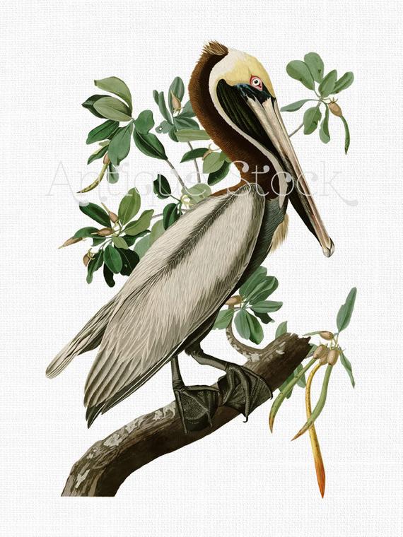 Bird clip art illustration. Pelican clipart brown pelican