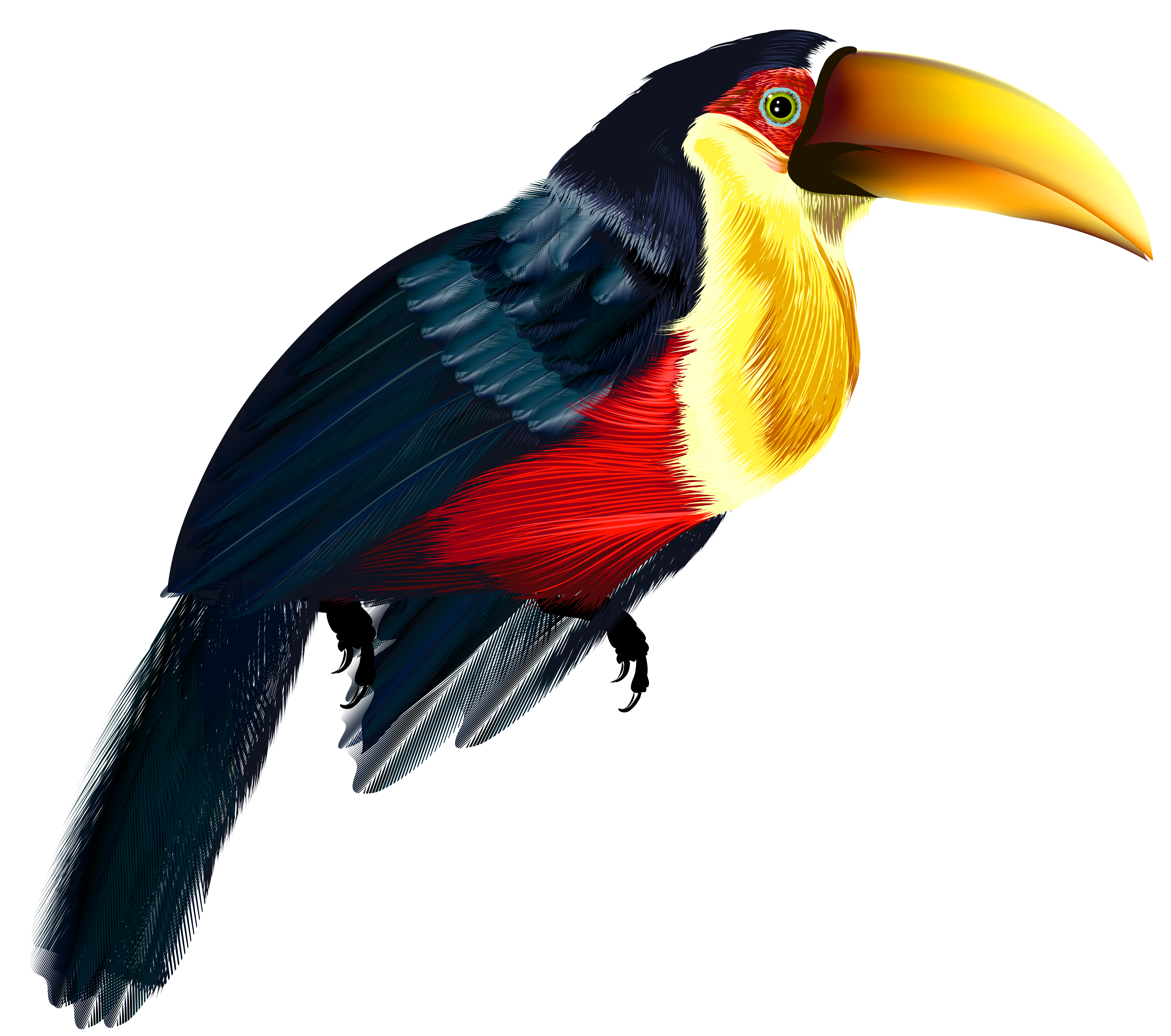 Transparent png gallery yopriceville. Toucan clipart bird's