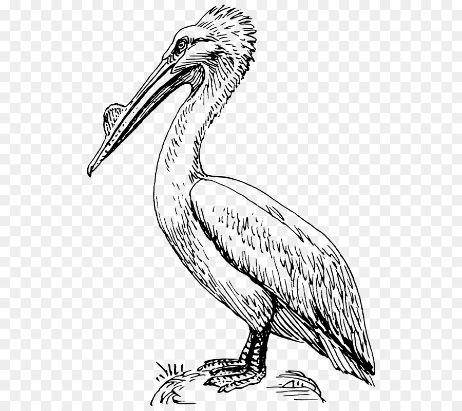 pelican clipart drawing
