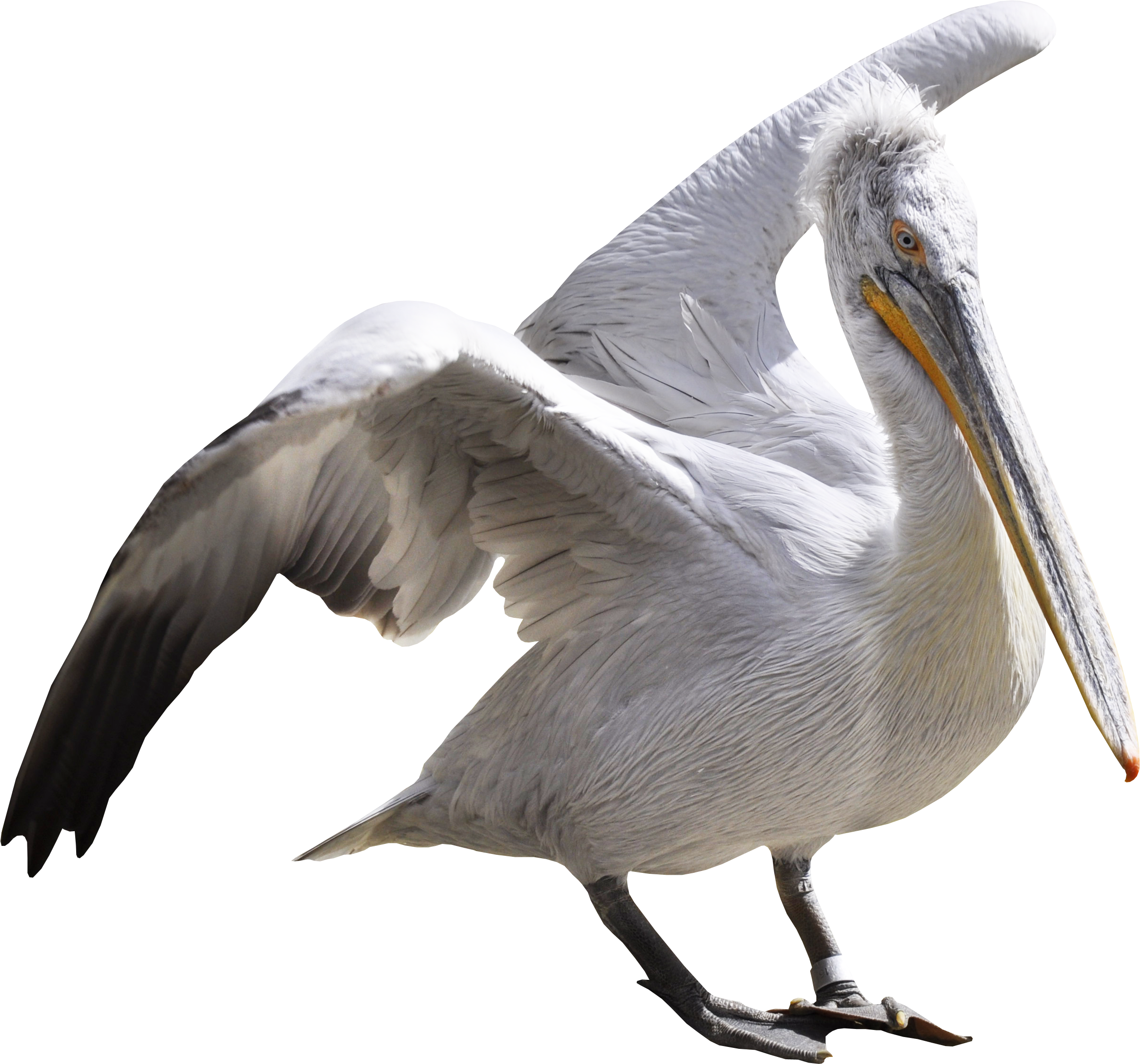 pelican clipart sea bird