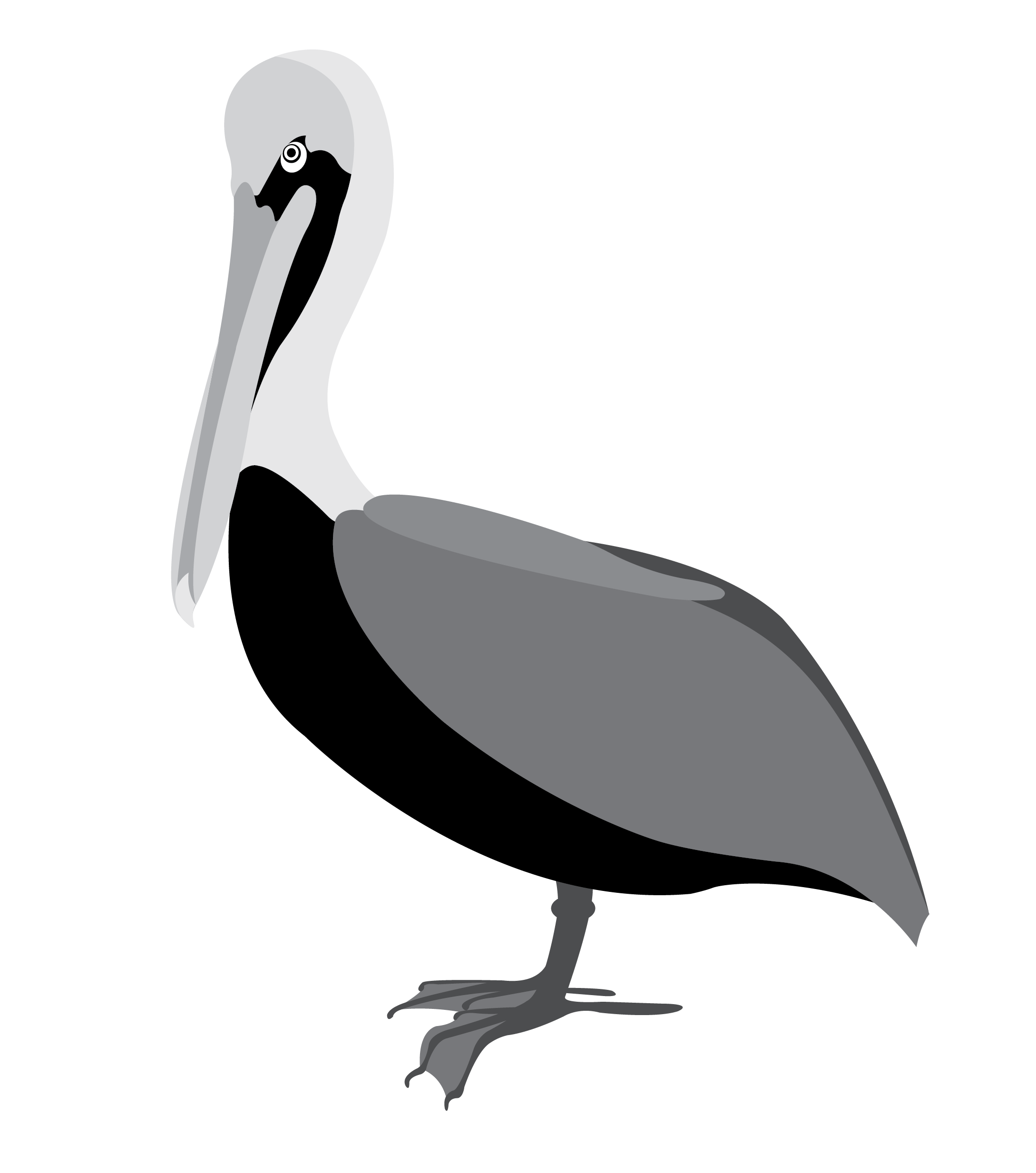 pelican clipart sea bird