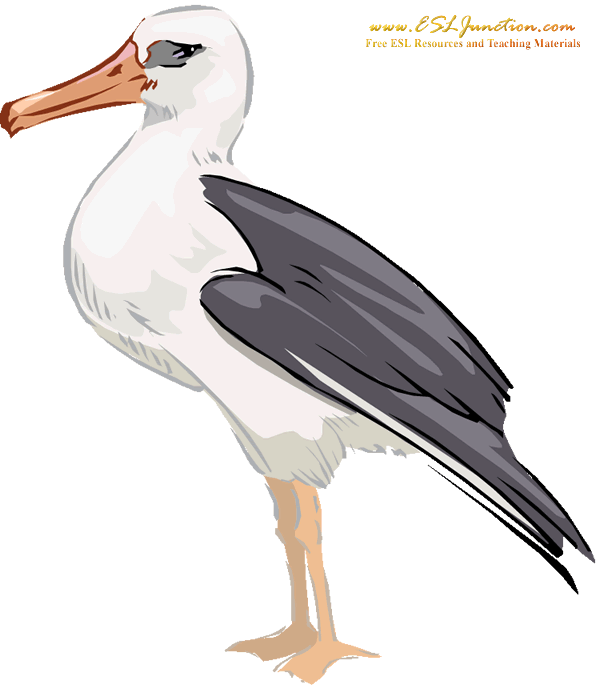 pelican clipart seagull