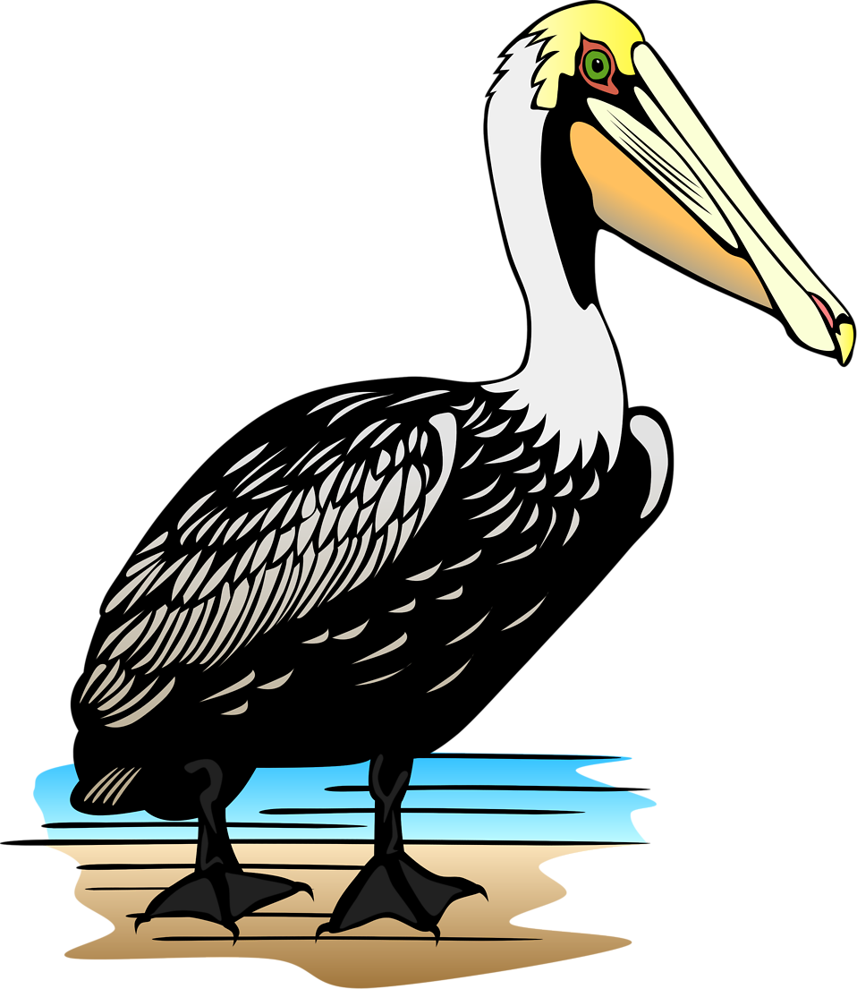 pelican clipart transparent