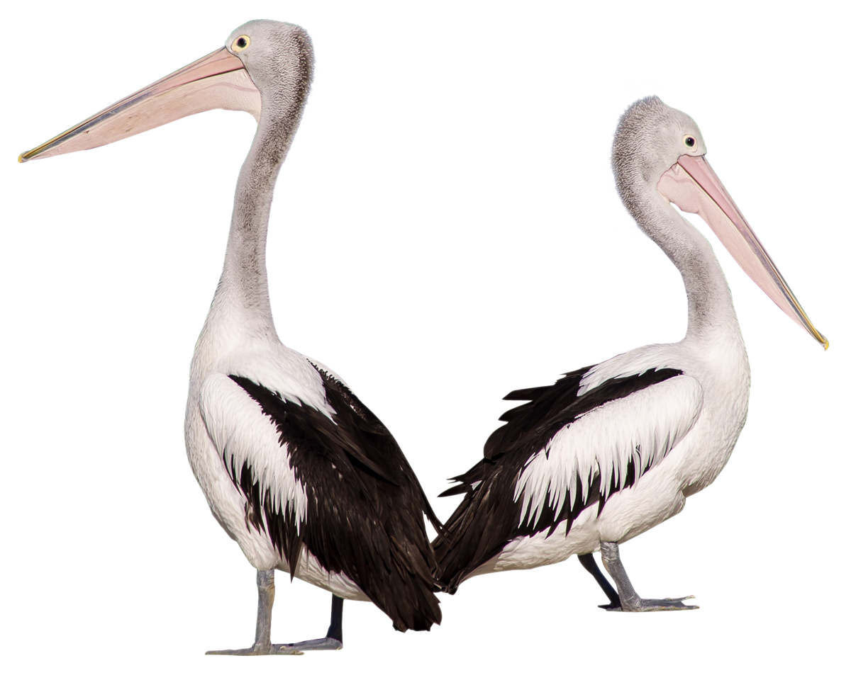 pelican clipart transparent