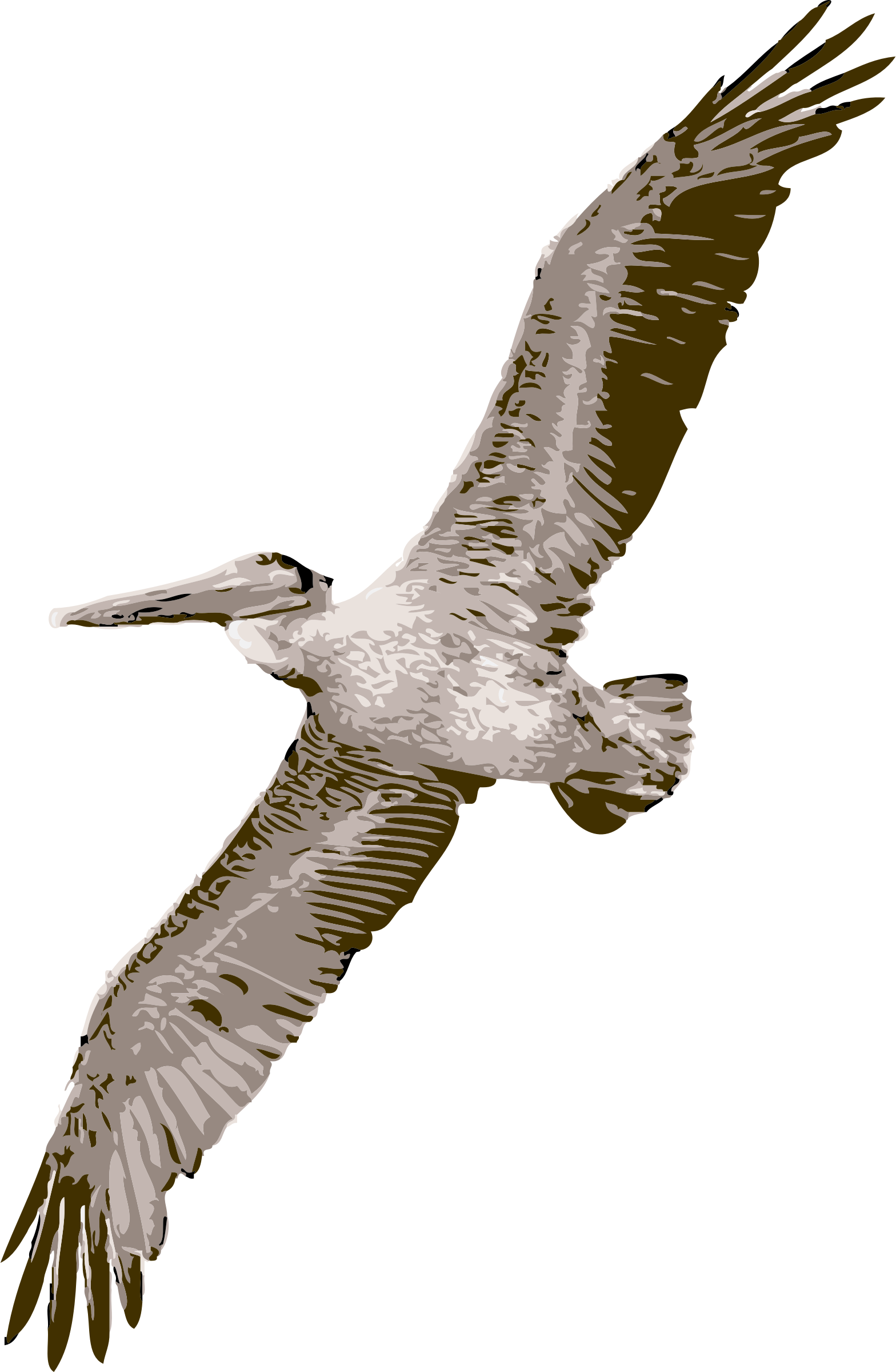 pelican clipart vector