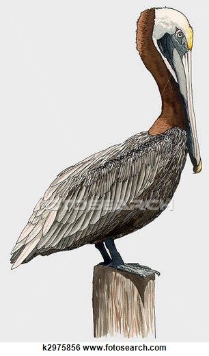 pelican clipart vector