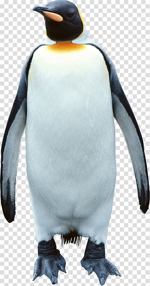 King south pole transparent. Penguin clipart grey