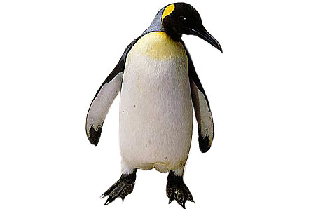penguins clipart king penguin