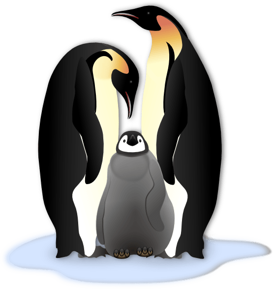 Penguin king penguin