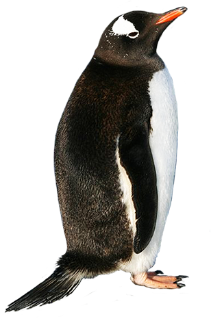penguins clipart realistic