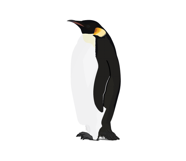 Penguins clipart emperor penguin, Penguins emperor penguin Transparent ...