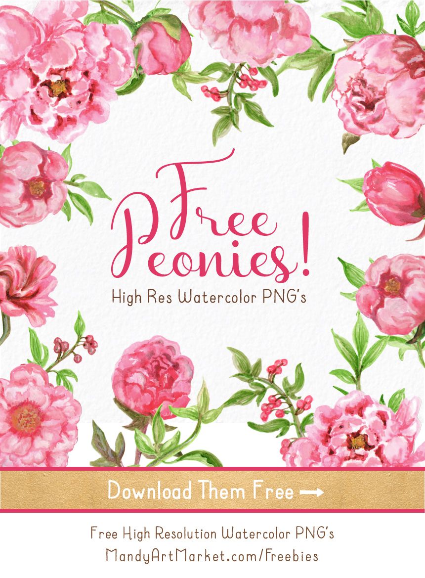 Free watercolor peonies now. Peony clipart