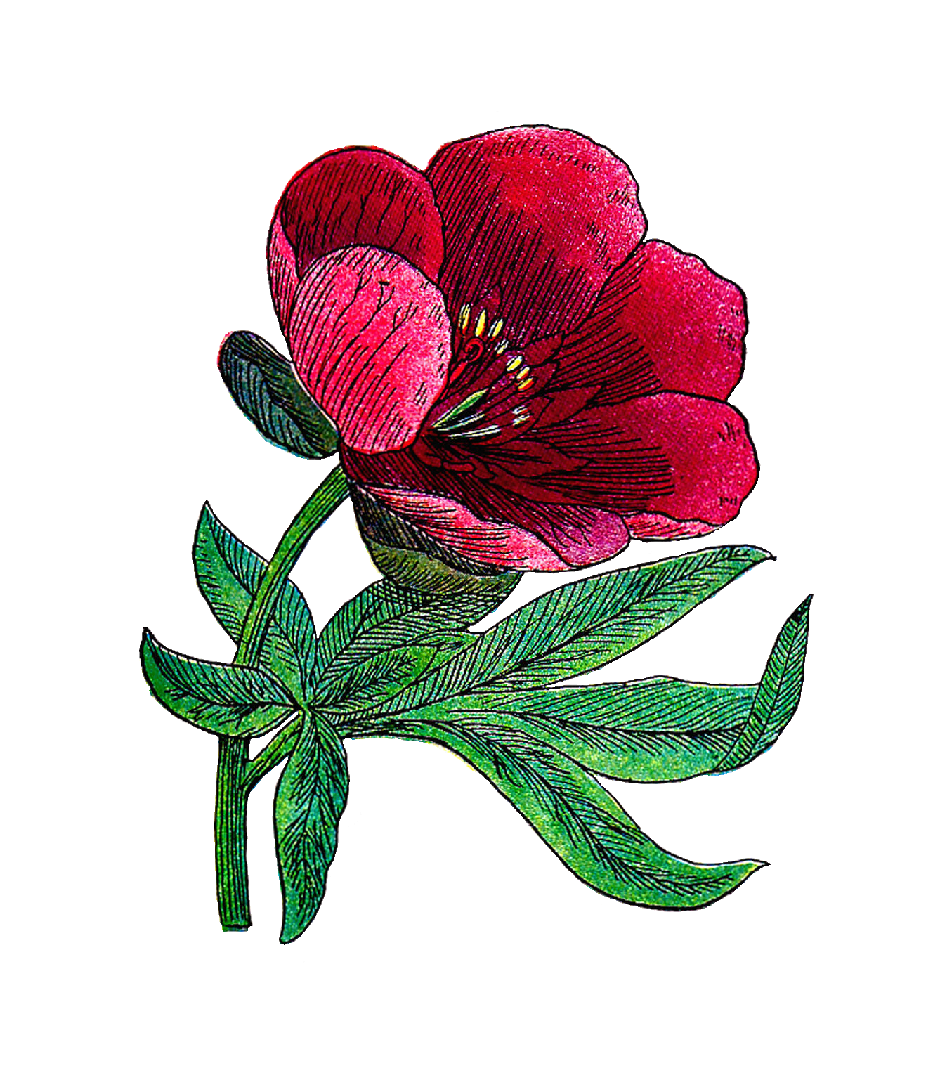 Peony clipart detailed. Antique images free flower