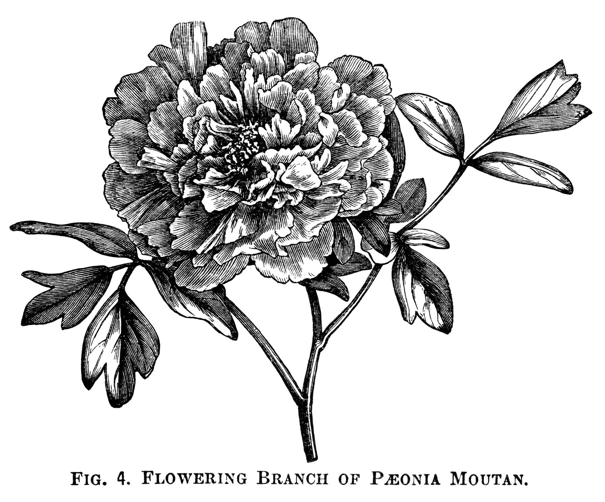 peonies clipart black and white