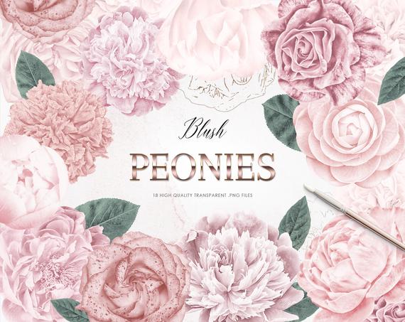 Peonies clipart blush peony.  set individual png